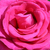 Rose - Rosiers hybrides de thé - Parole ®